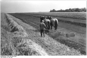 history field roller horse