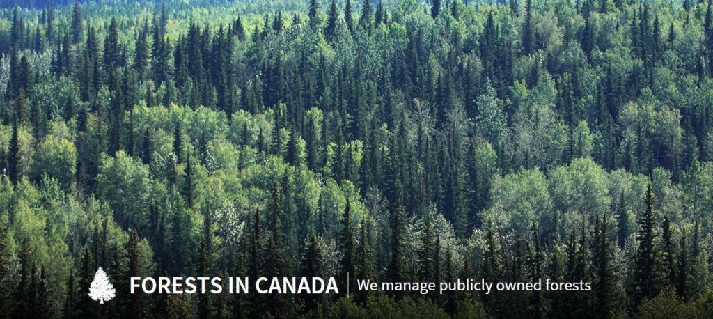 Kaymor client focus Weyerhaeuser Grande Prairie forestry